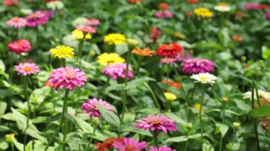 Zinnia lilliput bahçe çiçekleri muhteşem canlı renkler ve yeşil yeşillik, yüksek çözünürlüklü stok görüntüleri klip.