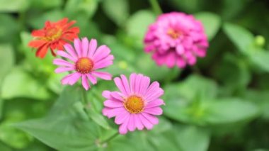 Zinnia lilliput bahçe çiçekleri muhteşem canlı renkler ve yeşil yeşillik, yüksek çözünürlüklü stok görüntüleri klip.