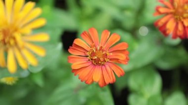 Zinnia lilliput bahçe çiçekleri muhteşem canlı renkler ve yeşil yeşillik, yüksek çözünürlüklü stok görüntüleri klip.