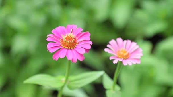 Zinnia Lilliput Zahradní Květiny Efektní Zářivé Barvy Zelené Listí Vysokým — Stock video