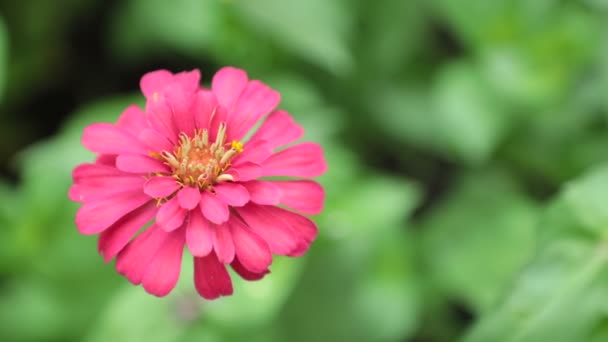 Zinnia Lipped Садовый Цветок Эффектными Яркими Цветами Зеленой Листвой Высокой — стоковое видео