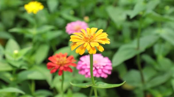 Zinnia Lilliput Zahradní Květiny Efektní Zářivé Barvy Zelené Listí Vysokým — Stock video