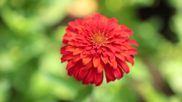 Zinnia Lilliput Zahradní Květina Efektní Zářivé Barvy Zelené Listí Vysokým — Stock video