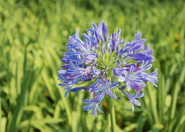 Agapanthus africanus veya bulanık yeşil yeşillik arka plan ile Afrika lily çiçek.