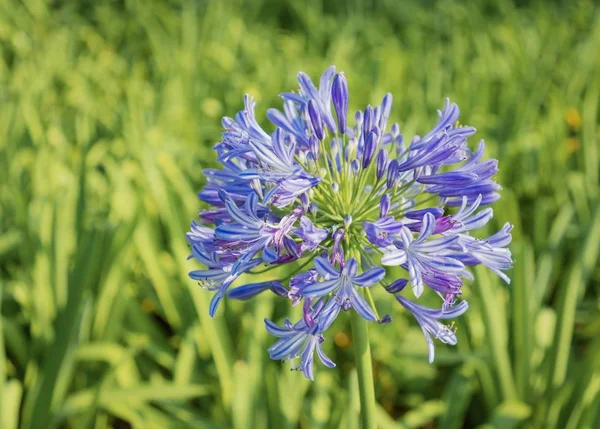 Agapanthus Africanus African Lily Flowers Blurred Green Foliage Background Stock Image