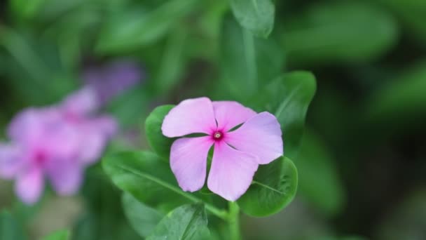 Catharanthus Roseus Madagascar Periwinkle Garden Flowers Spectacular Vibrant Pink Green — Stock Video