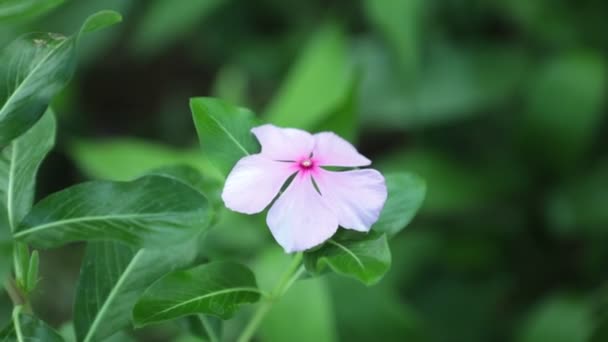 Катарантус Росей Мадагаскар Перивинкл Сад Цветы Впечатляющих Ярко Розовый Зеленой — стоковое видео