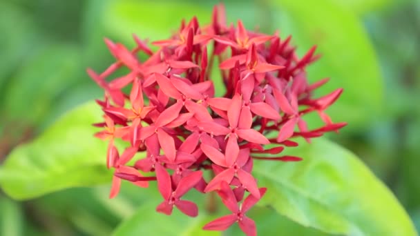 Ixora Coccinea Επίσης Γνωστή Ζούγκλα Γεράνι Φλόγα Της Δάσος Ζούγκλα — Αρχείο Βίντεο