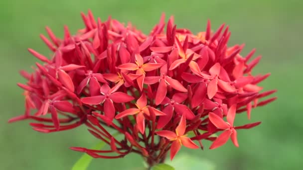 イクソラ タンカとして知られているジャングルのゼラニウム 森やジャングルの炎炎緑の葉 高解像度の映像素材クリップ壮大な鮮やかな赤の装飾用庭の花 — ストック動画