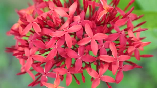 Ixora Coccinea Também Conhecido Como Gerânio Selva Chama Floresta Flores — Vídeo de Stock