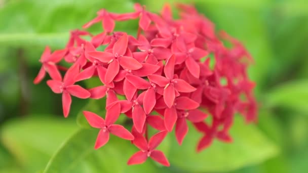 Ixora Coccinea También Conocida Como Geranio Selva Llama Los Bosques — Vídeos de Stock