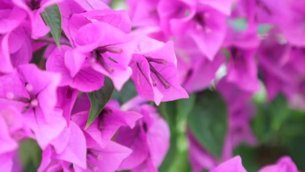 Bougainvillea Lub Papieru Kwiat Fioletowy Kwiaty Rodzaj Ciernistych Ozdobnych Wysokiej — Wideo stockowe
