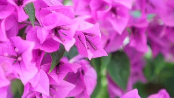 Bougainvillea Flor Papel Flores Púrpuras Género Vides Ornamentales Espinosas Clip — Vídeos de Stock