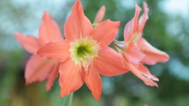 Hippeastrum puniceum çiçek kafasına da barbados lily, Paskalya lily, kakao, kakao lily Lily'le amaryllis lily yüksek çözünürlüklü stok görüntüleri film klibi olarak none şeftali.