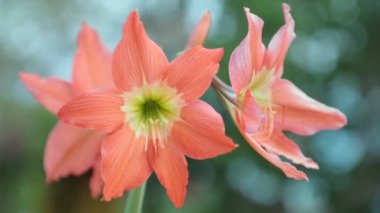 Hippeastrum puniceum çiçek kafasına da barbados lily, Paskalya lily, kakao, kakao lily Lily'le amaryllis lily yüksek çözünürlüklü stok görüntüleri film klibi olarak none şeftali.