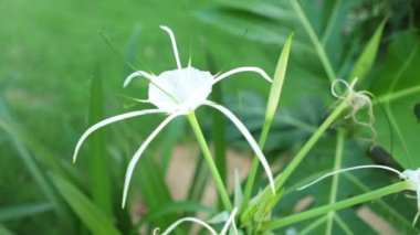 Örümcek lily çiçek baş beyaz yeşil yeşillik arka plan, yüksek çözünürlüklü stok görüntüleri klip ile amaryllidaceae aileden.