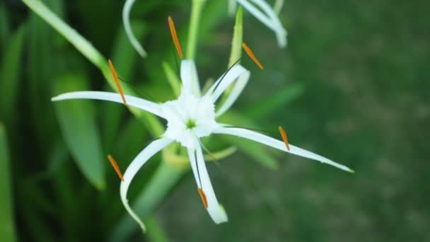 Spider Lily Flower Huvud Från Familjen Amaryllisväxter Vit Med Grönt — Stockvideo