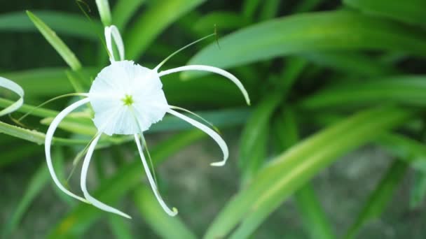 Spider Lily Flower Head Amaryllidaceae Family White Green Foliage Background — Stock Video