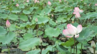 Nilüferler nilüfergiller bir yeşil yeşillik arka plan yüksek çözünürlüklü stok görüntüleri ile bir zambak gölet.