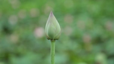 Nilüfer çiçek kafa nilüfergiller bir bulanık yeşil yeşillik arka plan yüksek çözünürlüklü stok görüntüleri ile bir zambak gölet.