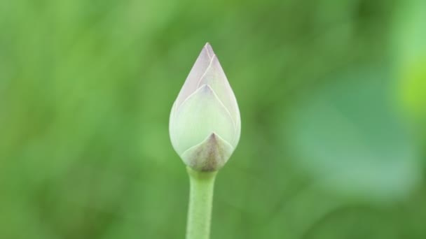 水百合花头睡莲科在百合池塘 与一个模糊的绿色叶子背景高清晰度股票镜头 — 图库视频影像