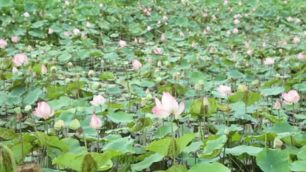 Lírios Aquáticos Nymphaeaceae Uma Lagoa Lírios Com Fundo Folhagem Verde — Vídeo de Stock