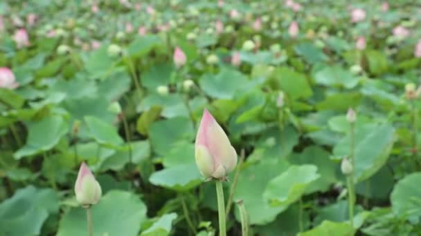 Leknínovité Lekníny Lily Pond Zelené Listoví Stopáže Pozadí Vysokým Rozlišením — Stock video