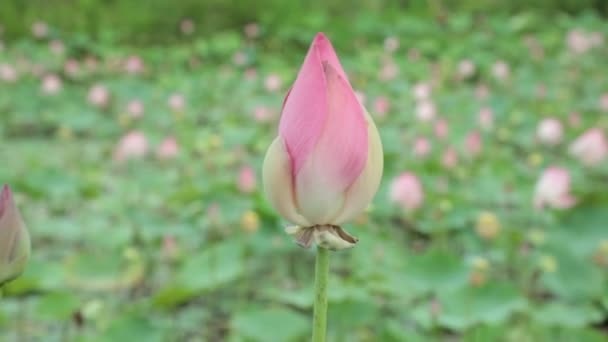 Leknínovité Květ Růžový Leknín Lily Pond Zelené Listoví Stopáže Pozadí — Stock video