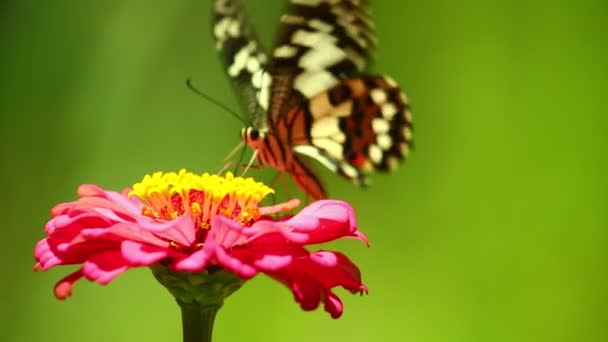 Schwalbenschwanz-Schmetterling Kalk-Schmetterling, Zitronenfalter, Kalk-Schwalbenschwanz, fliegt ein und ernährt sich von einer schönen rosa Zinnia-Blume, die dann wegfliegt.