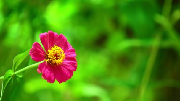 Zinnia Lilliput Flor Jardín Rosa Con Colores Vibrantes Espectaculares Follaje — Vídeos de Stock