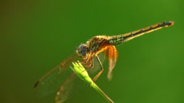 Yusufçuk, rüzgarda hareket eden bir bitki sapına tünemiş. Makro statik kamera yakın plan. Bokeh yeşil arkaplanlı.