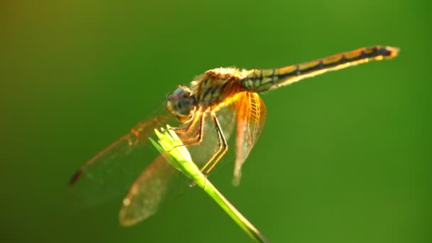 蜻蜓栖息在植物茎上 在风中移动 特写宏观静态相机 底色浅绿色 — 图库视频影像