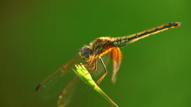 Dragonfly Σκαρφαλωμένο Ένα Στέλεχος Φυτών Κινείται Στον Άνεμο Closeup Μακροστατική — Αρχείο Βίντεο