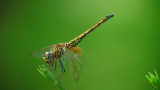 Libelle Thront Auf Einem Pflanzenstamm Der Sich Wind Bewegt Nahaufnahme — Stockvideo