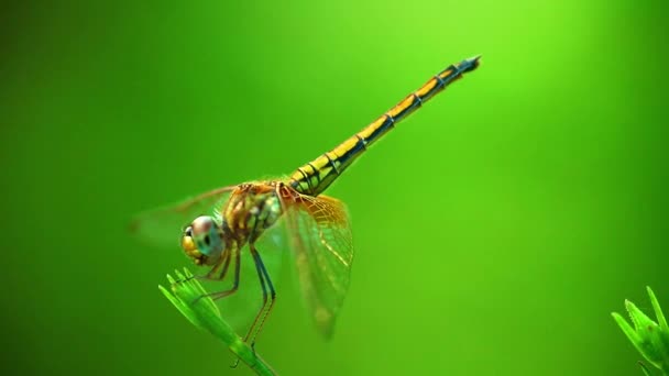 Dragonfly Σκαρφαλωμένο Closeup Μακροεντολή Bokeh Πράσινο Φόντο — Αρχείο Βίντεο