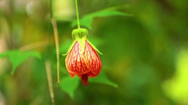 Çin fener görüntüleri aynı zamanda Redven Abutilon, Red ven Indian Mallow, Redven Flowering Maple olarak da bilinir. Makroyu kapat.