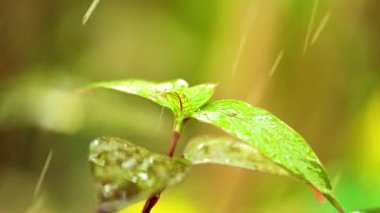 Parlak yeşil yapraklarıyla bitki yapraklarının üzerine yağan yağmur bokeh arkaplanlı statik çekim yapıyor. Parlayan yağmur damlaları.
