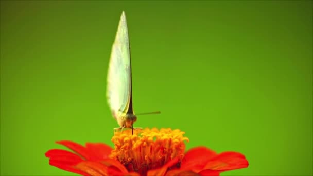 Mariposa Alimentándose Una Flor Rosa Con Pasto Verde Fondo Bokeh — Vídeos de Stock