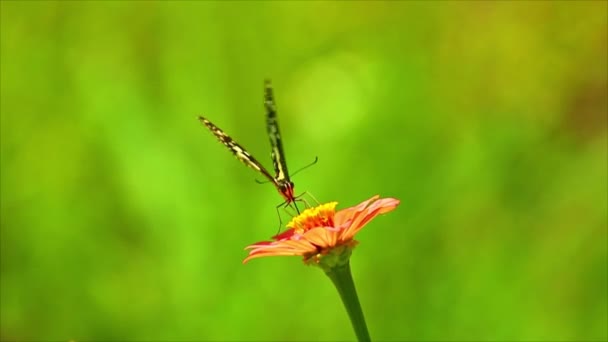 ピンク色の花に緑色の牧草地のボケの背景を餌に蝶の映像 ライムスワイルテール牧草地自然日光 — ストック動画