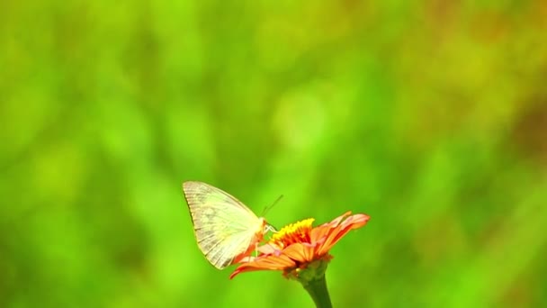 緑色の牧草地を背景にピンク色の花に白い蝶のピエール科の餌 日光の牧草地昆虫の映像 — ストック動画