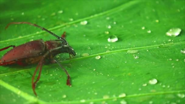 Giant Beetle Palo Verde Longhorn Beetle Close Insect Footage Green — Stock Video