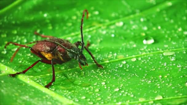 雨滴と緑の葉の上に虫の映像を閉じ 巨大なカブトムシのパロバードまたは長い角のカブトムシ — ストック動画