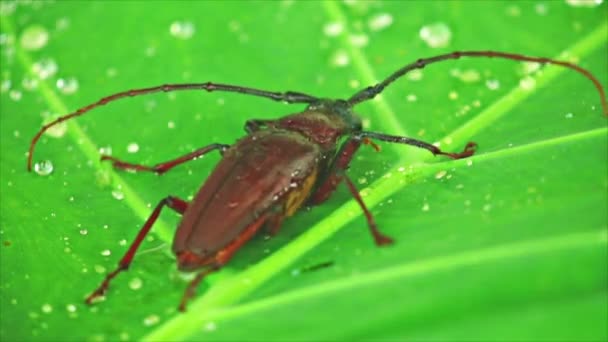 Giant Beetle Palo Verde Longhorn Beetle Close Insect Footage Green — Stock Video