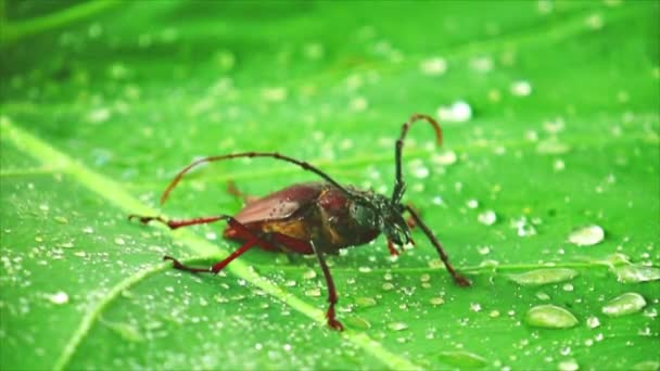 雨滴と緑の葉の上に虫の映像を閉じ 巨大なカブトムシのパロバードまたは長い角のカブトムシ — ストック動画