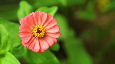 Zinnia lilliput pembe renkli tek bir bahçe çiçeği canlı yeşil bokeh yapraklı arka plan. Metin için yer.