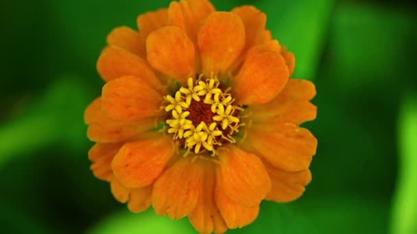 Zinnia Lilliput Jeden Jediný Zahradní Květ Oranžové Pulzující Žluté Tyčinky — Stock video