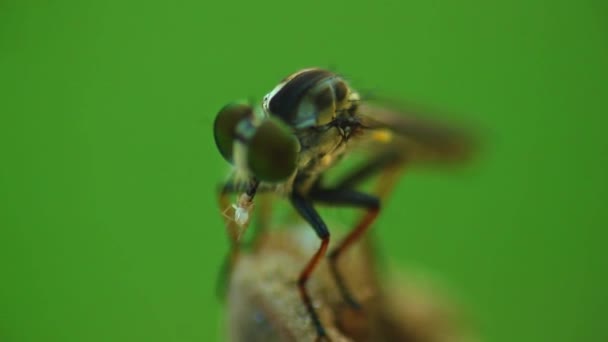 用另一个错误宏进行抢掠苍蝇觅食关闭带有Bokeh绿色背景的Hd静态拍摄 — 图库视频影像