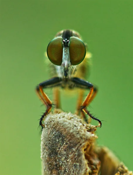 フライ アサシンはマクロに顔を向けてフライ ポートレートを撮影し グリーンの背景を撮影した 大きな目を昆虫 — ストック写真