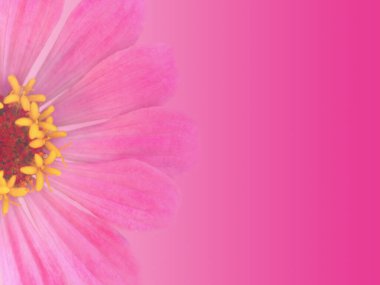 Pembe gradyan ile tebrik kartı tasarımı tek bir zinnia çiçeği ve metin için alan, özel bir durum için modaya uygun yaz tasarım şablonu davetiyesi.