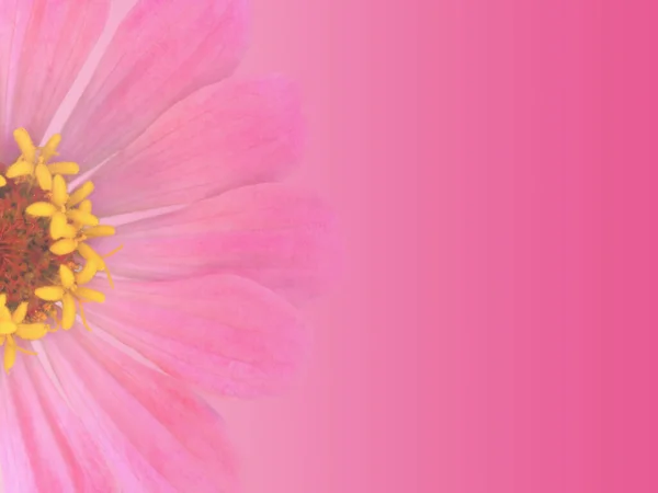 Pembe gradyan ile tebrik kartı tasarımı tek bir zinnia çiçeği ve metin için alan, özel bir durum için modaya uygun yaz tasarım şablonu davetiyesi.